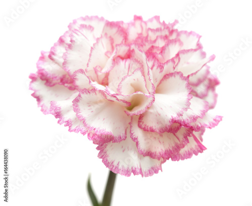 pretty pink carnation isolated