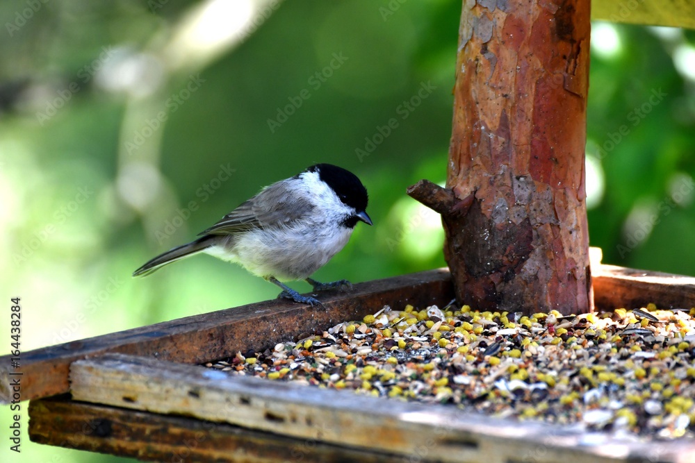 Fototapeta premium blue titmouse take a seeds in the fodder rack