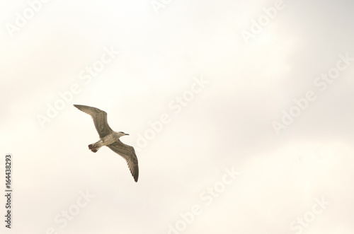 flying seagull © Roman Gorielov