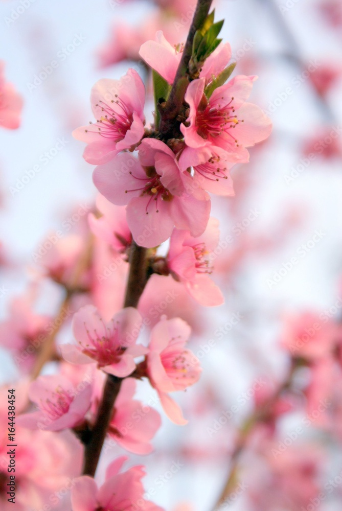 Naklejka premium fleurs