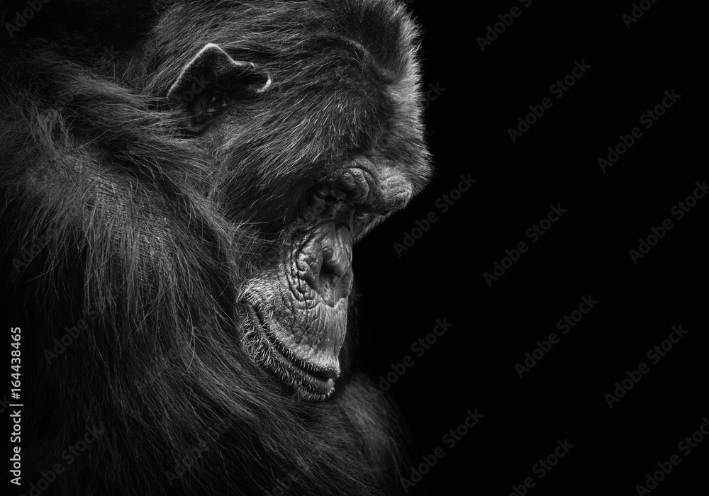 Naklejka premium Czarno-biały portret zwierzęcia smutnego i przygnębionego szympansa w niewoli