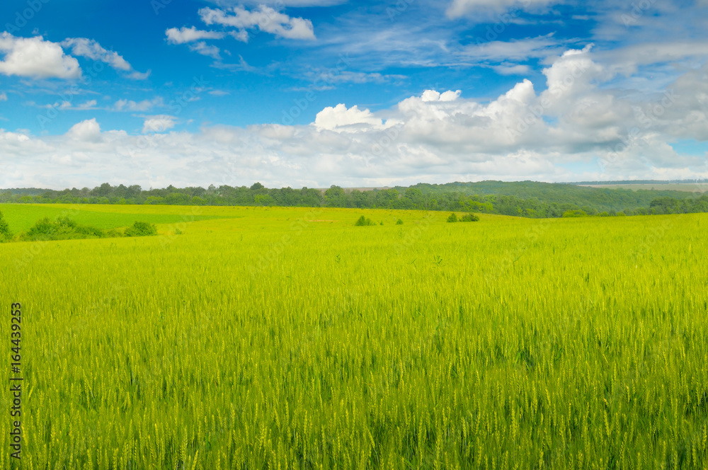 Wheat field and blue sky