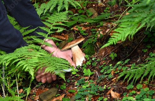 Mushrooming in the forest  © Pavol Klimek