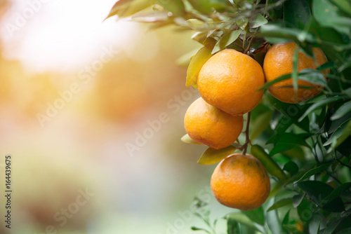 Fototapeta fresh orange with flare light