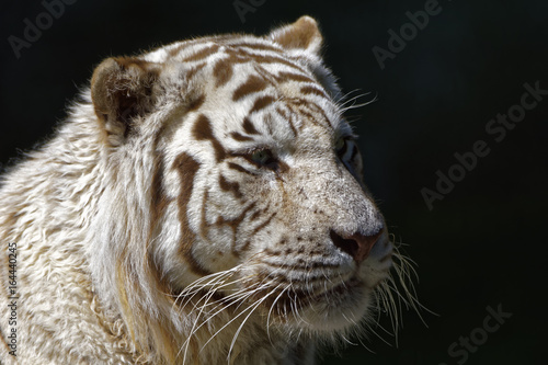 Fototapeta Naklejka Na Ścianę i Meble -  white tiger 001