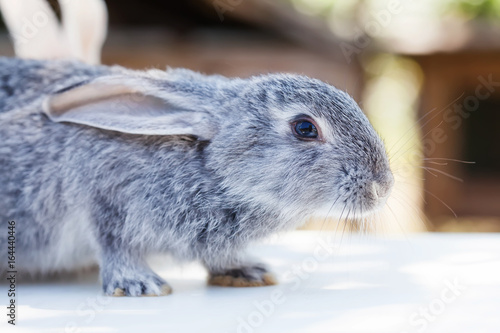Easter bunny concept. Small cute rabbit, fluffy gray pet. soft focus, shallow depth of field copy space.