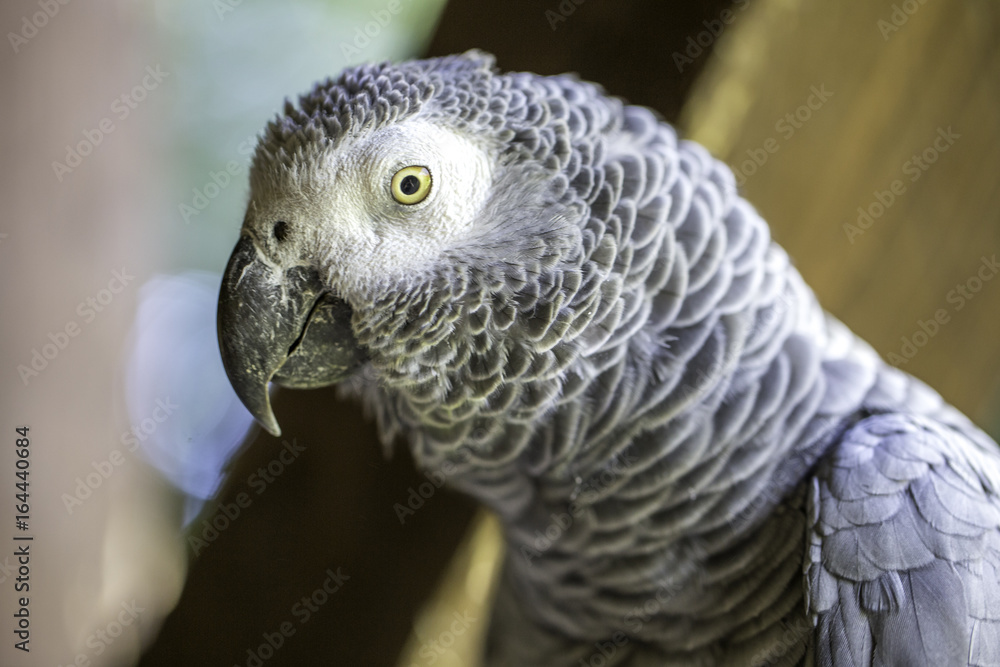 Fototapeta premium Kopf eines grauen exotischen Papageis
