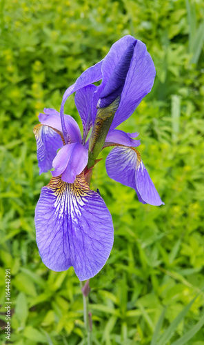 Fototapeta Naklejka Na Ścianę i Meble -  Beautiful iris flower