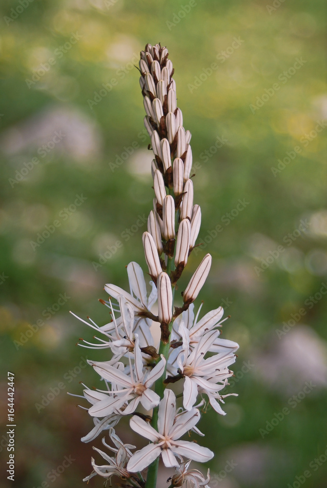 Asfodelo Asphodelus Albus Infiorescenza Stock Photo Adobe Stock