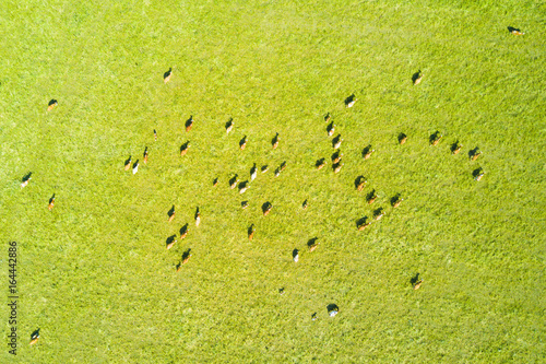 Aerial view of moving cows. Cattle herd from bird eye view. Drone flight over pasture in countryside. Modern agricultural monitoring numbers of cattle in large open area.
