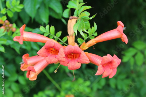 A beautiful pink flower blossomed in the summer. It consists of small oblong pink flowers that protrude in different directions.