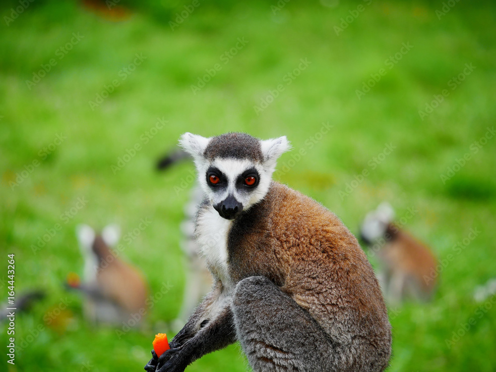 Obraz premium Lémur maki catta