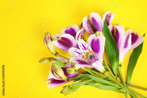 Beautiful lilac alstroemeria on color background