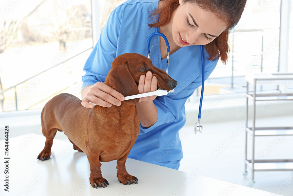 Φωτογραφία Veterinarian brushing dog's teeth with toothbrush in animal clinic
