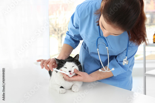Veterinarian brushing cat's teeth with toothbrush in animal clinic photo
