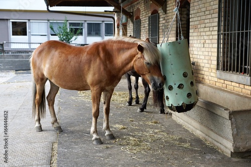 Fototapeta Naklejka Na Ścianę i Meble -  Braune pferde am heu futtern am bauernhof