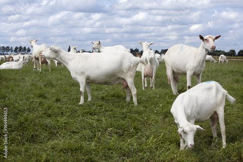 white goats in green grassy dutch meadow