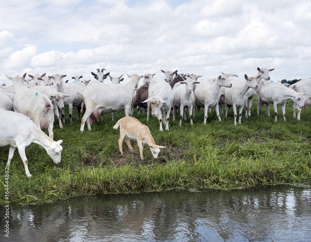 Fototapeta premium white goats in green grassy dutch meadow