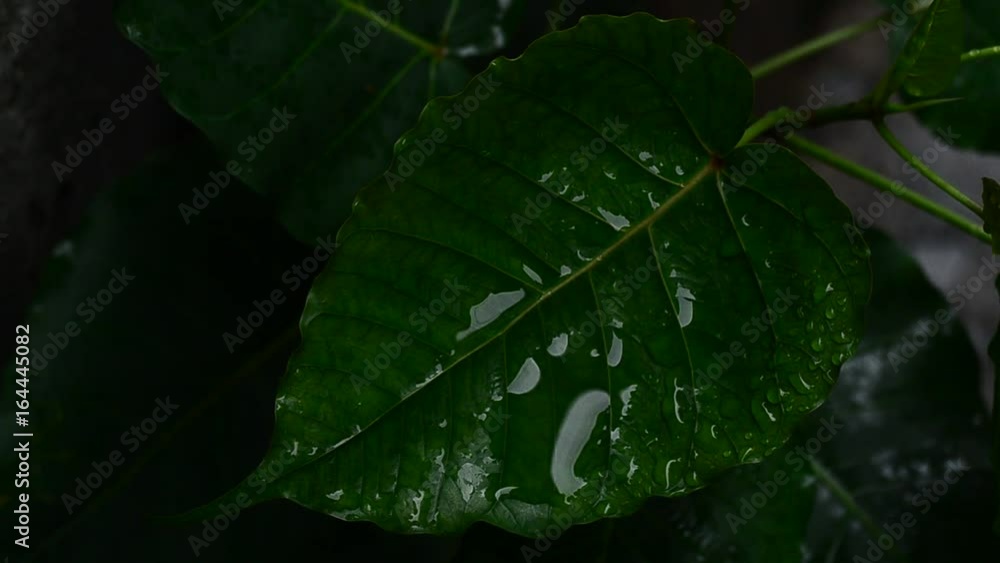 green leaf Bodhi Tree,have water drop and wind,have Cement wall for Background green leaf Bodhi Tree,have water drop and wind,have Cement wall for Background