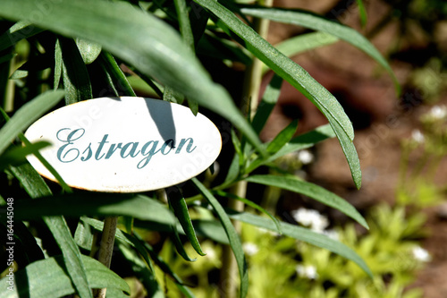 Estragon mit Estragon Schild im Closeup draußen im Sommer im Garten bei Sonnenschein Gewürz Kraut Kräuter