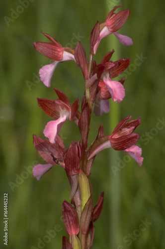 Orchidea  Orchis papilionacea  - ritratto fioritura