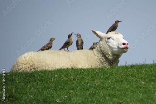 Stare auf Schafsrücken