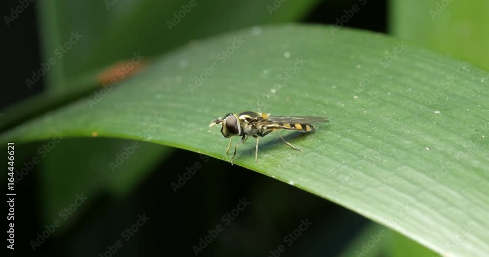 Small Slender Hover Fly Insect Macro - flower flies or syrphid flies Small Slender Hover Fly Insect Macro - flower flies or syrphid flies