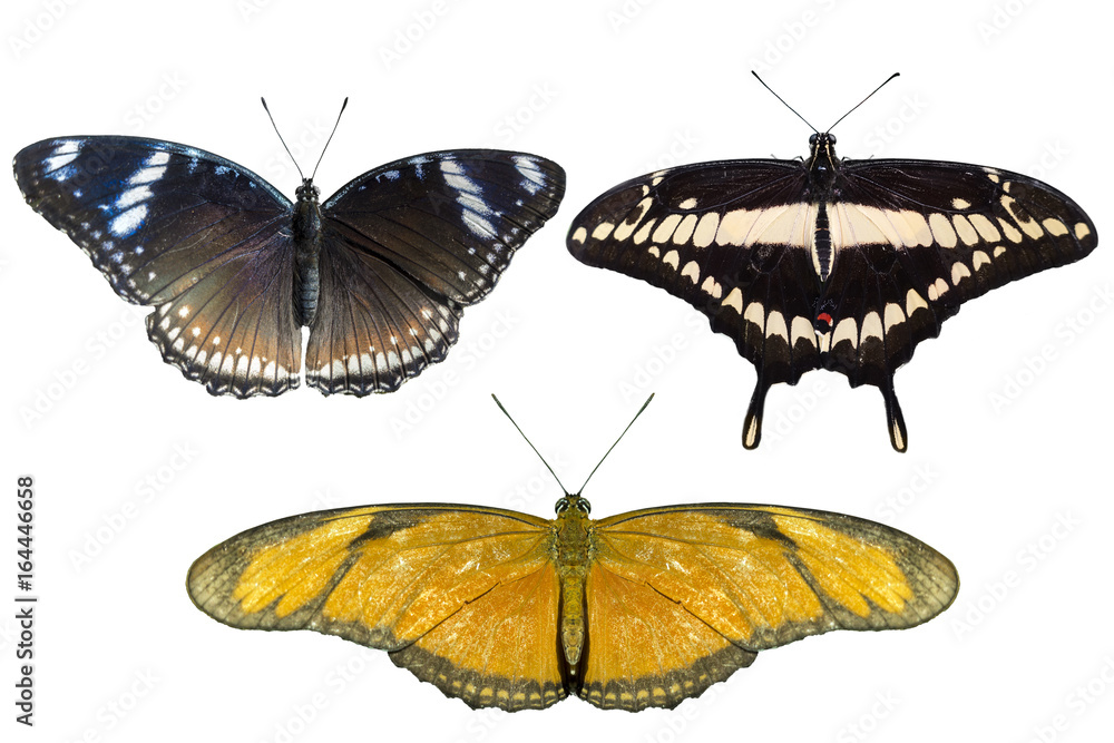 Naklejka premium Real butterflies separate on white background - set 03