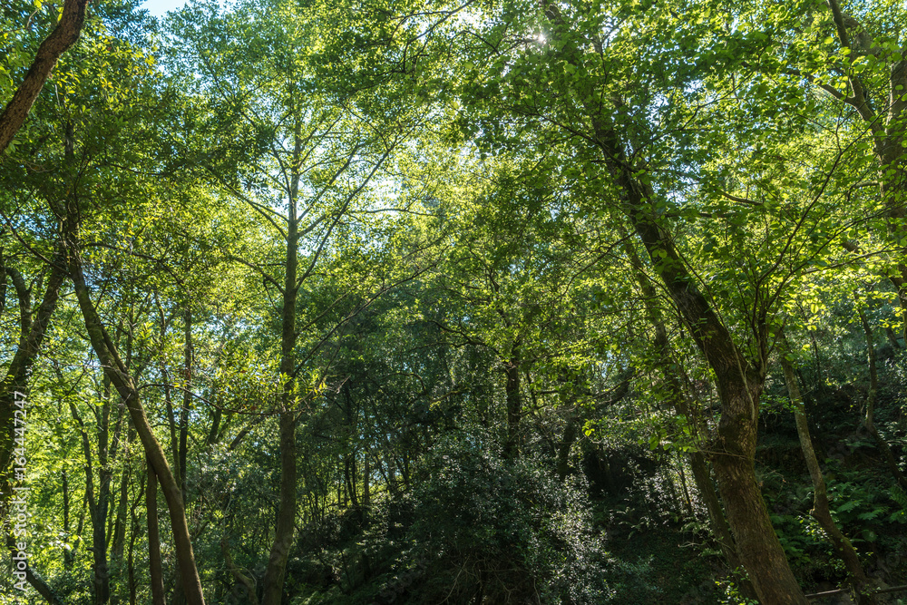 The sun beautifully illuminating the green treetops of tall trees in a forest clearing panorama shot. The sun beautifully illuminating the green treetops of tall trees in a forest clearing panorama shot.