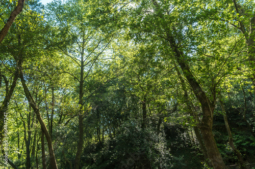 The sun beautifully illuminating the green treetops of tall trees in a forest clearing panorama shot.