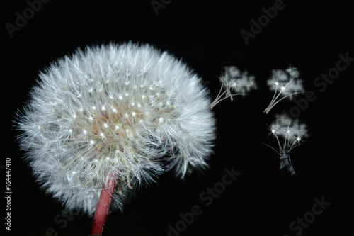Fototapeta Naklejka Na Ścianę i Meble -  Dandelion on a black background одуванчик ол