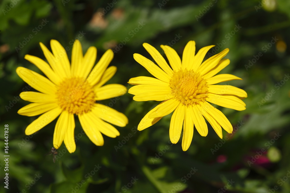 Gelbe Margeriten Blumen mit grünen Hinintergrund Gelbe Margeriten Blumen mit grünen Hinintergrund