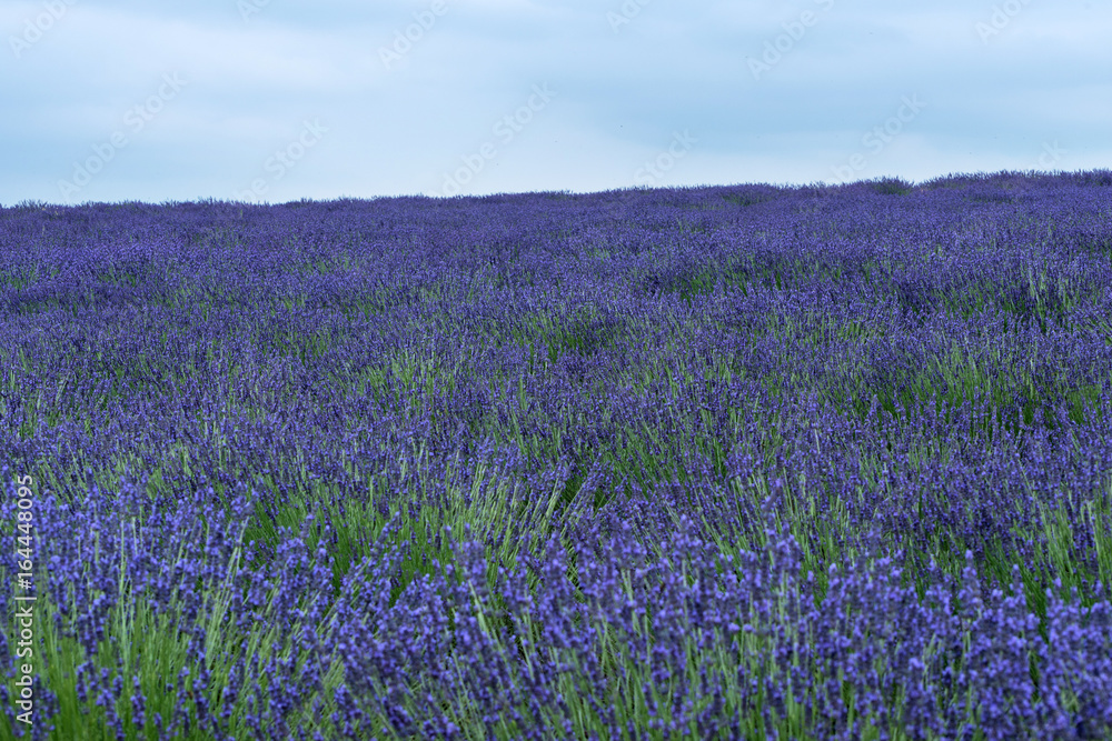 Fototapeta premium Lavendel Felder bei Entrevennes, Provence Frankreich