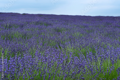 Lavendel Felder bei Entrevennes  Provence Frankreich