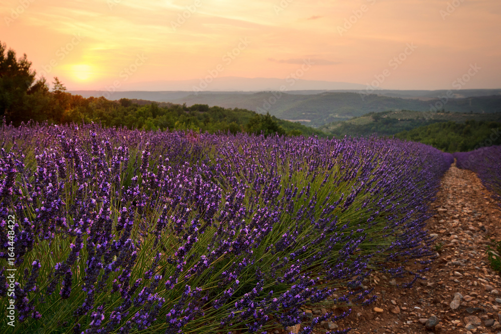 Naklejka premium Lavendel Felder bei Entrevennes, Provence Frankreich