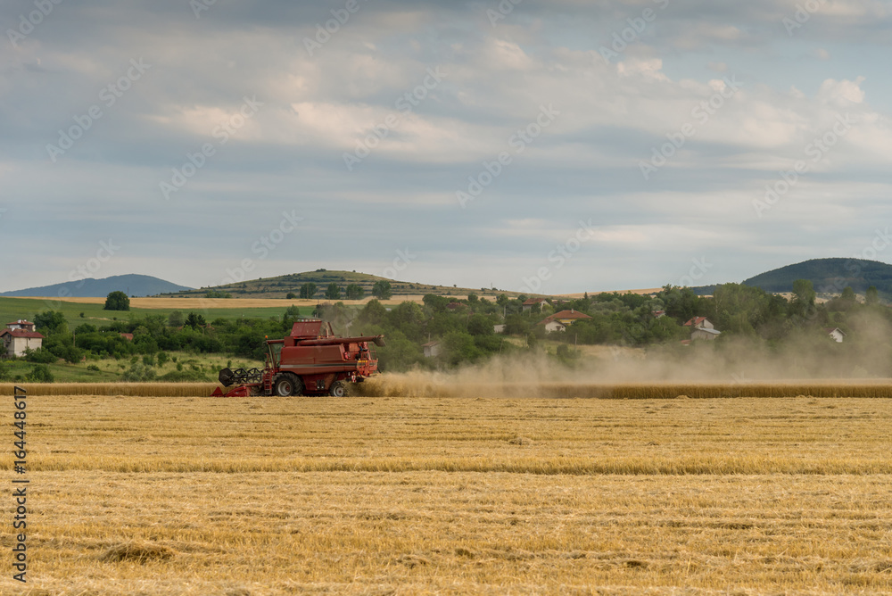 Fototapeta premium Combine harvesting the field of wheat on a sunset