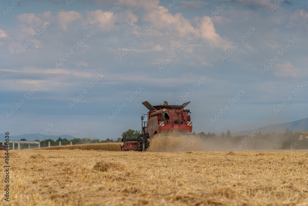 Naklejka premium Combine harvesting the field of wheat on a sunset