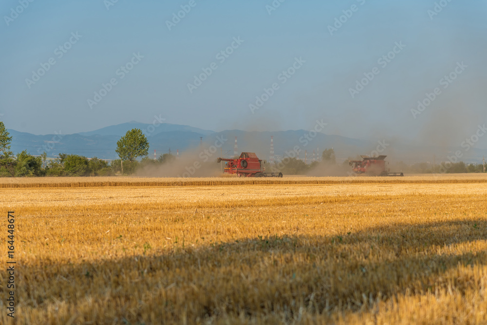 Fototapeta premium Harvester machine to harvest wheat field working