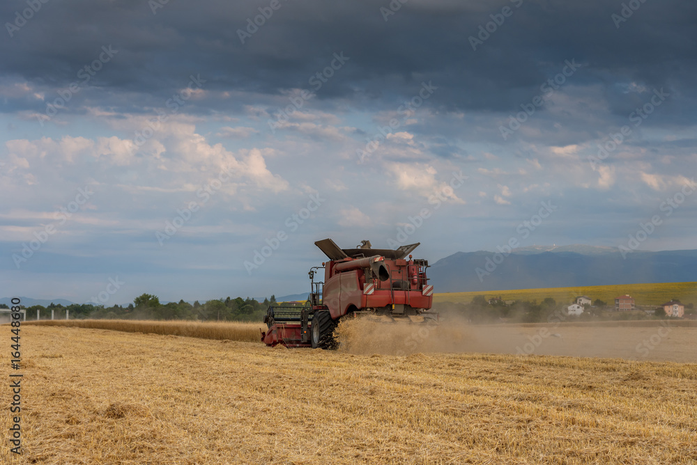 Fototapeta premium Harvester machine to harvest wheat field working