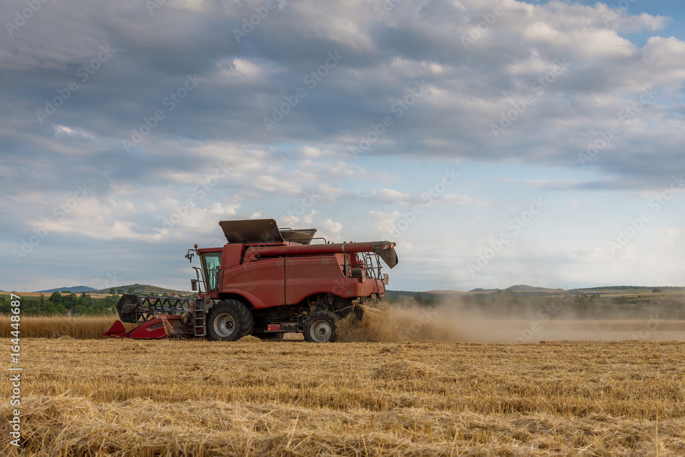 Fototapeta premium Harvester machine to harvest wheat field working