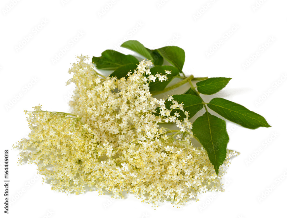 Holunderblüten Stock-Foto | Adobe Stock