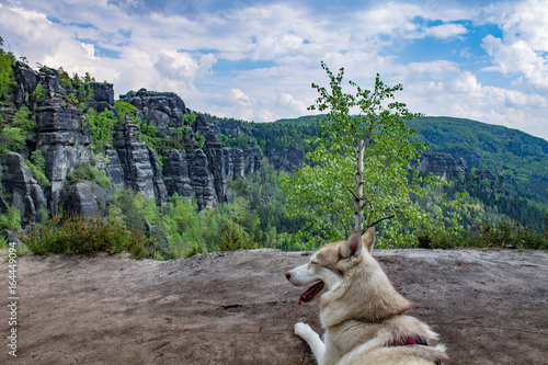 Hund in Sächsischer Schweiz