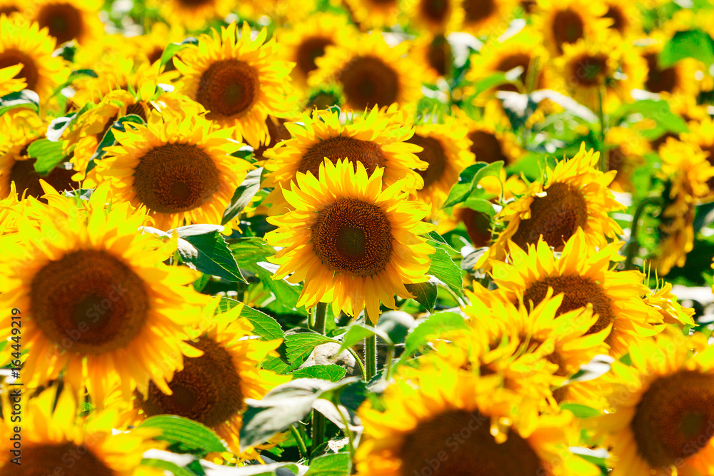 Fototapeta premium Picture of sunflower field