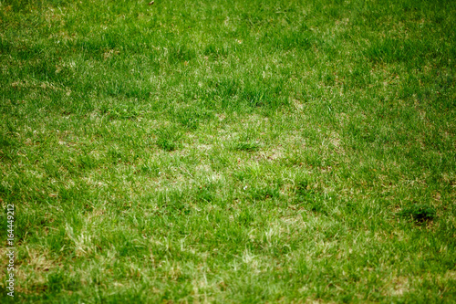 Green lawn, background.