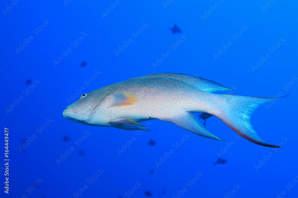 Yellow-edged lyretail grouper Yellow-edged lyretail grouper