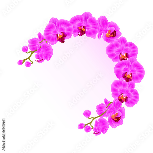 Frame  orchid Phalaenopsis purple  flowers tropical plants green stem and buds vintage vector botanical illustration for design editable hand draw © zdenat5
