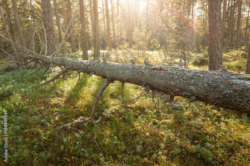 Φωτογραφία Fallen tree decay in forest