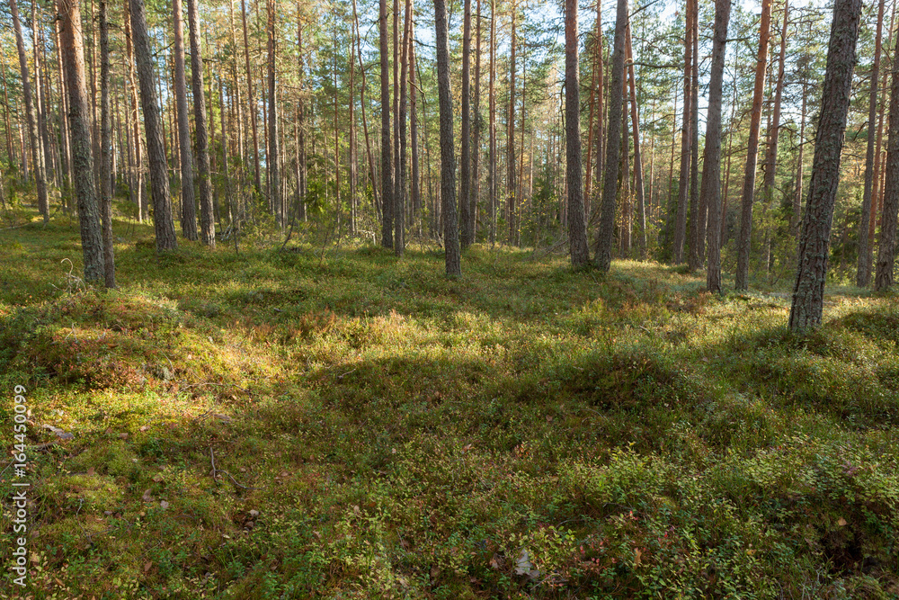 Fototapeta premium Pine forest in Finland