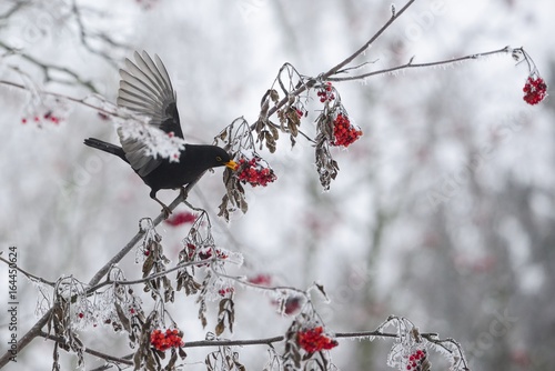 Common blackbird (male) on a frosted tree - sorbus, rowan berry, winter