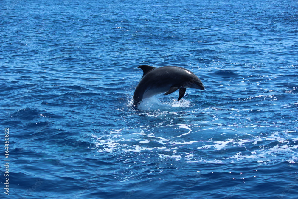 Obraz premium Ténérife